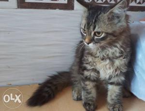 Pure Persian double coating kitten for sale
