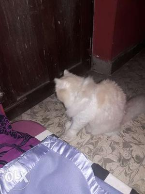 Pure breed male persian available for mating