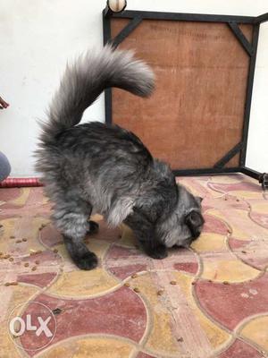 Pure persian cat 4 moths old male fully trained