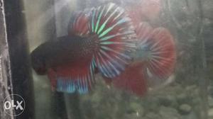 Red And White Aquarium Fish