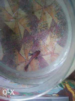 Red Fish In Coimbatore