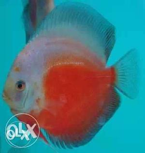 Red Valentine discus fish 3" to3.5 body size 500 pp
