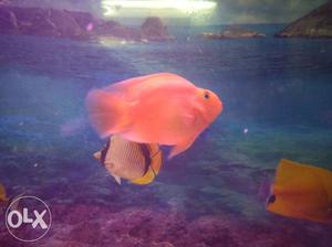 Red perrot Fish