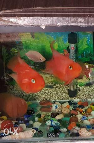 Red perrot dark red and 6 inch