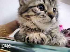 Russian breed kitten for sale!