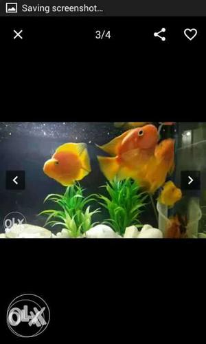 School Of Orange And Yellow Fish