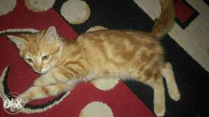 Semi perian male cat 4 months old.litter trained