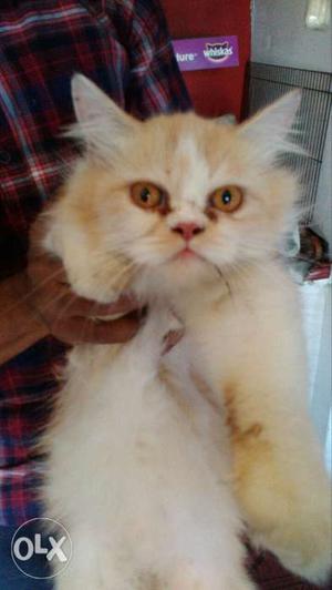 Semi punch..persian female. 8 months old