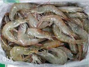 Shrimp Lot