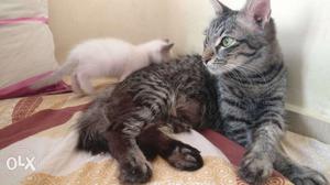 Silver Tabby Cat With Three Kittens
