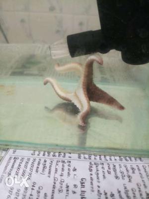 Slipper lobster and star fish for sale