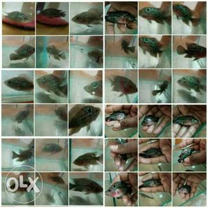 Srd Flowerhorn fish (Lkg) series