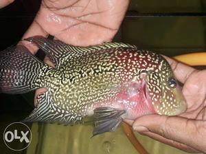 Thailand imported F2 red base pearly king kamfa