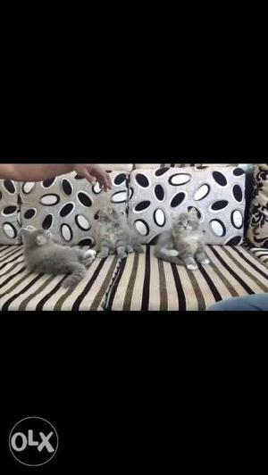 Three Long-furred Gray-and-white Kittens