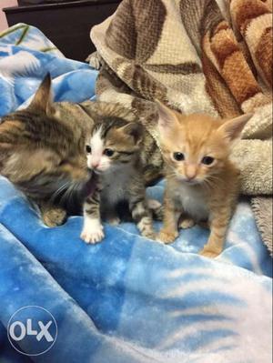 Three Orange, White, And Brown Kittens