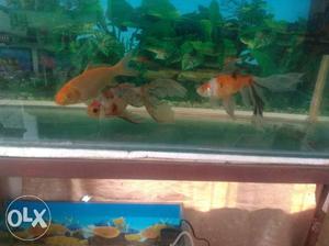 Three Orange-and-silver Aquarium Fishes