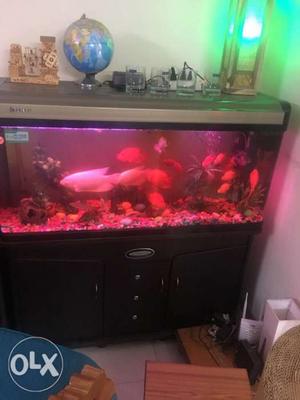 Three aquariums with stands Big Medium and Small