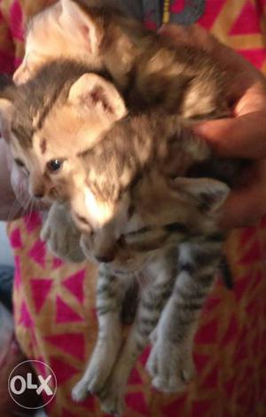 Two Brown Tabby Kittens