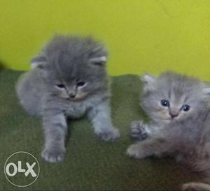 Two Gray Medium-fur Kittens