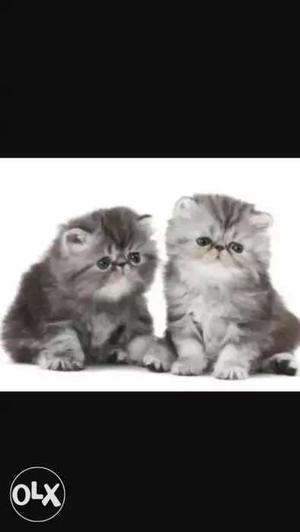 Two Gray Persian Kittens
