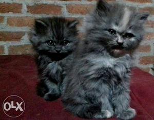 Two Long-furred Gray Kittens