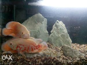 Two Orange-and-white Pet Fishes