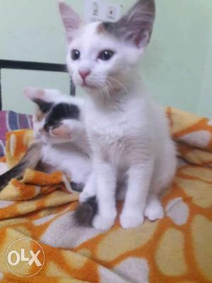 Two White-and-black Cats