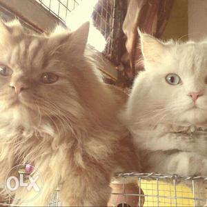 Two male cats for mating pure persian breed