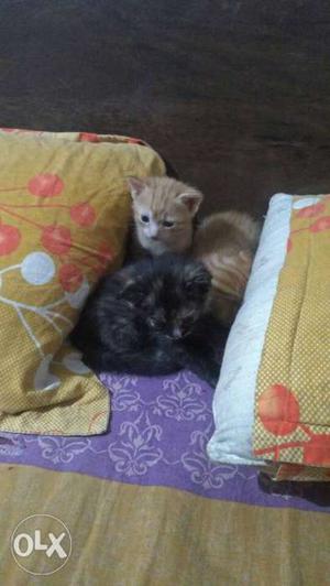 Urgently need house for the kittens.