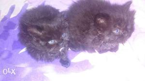 Very active Persian Cat 1 month and 20 days old