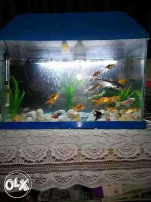 Very nice aquarium with all accessories contact