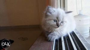 Want to sale Himalayan kittens each  slightly