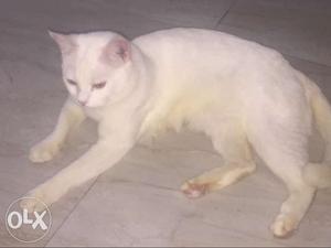White Cat In Mumbai