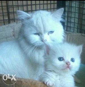 White Persian Cat And Kitten