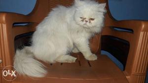 White Persian Cat male