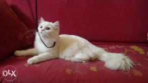 White color male 7 months old Available
