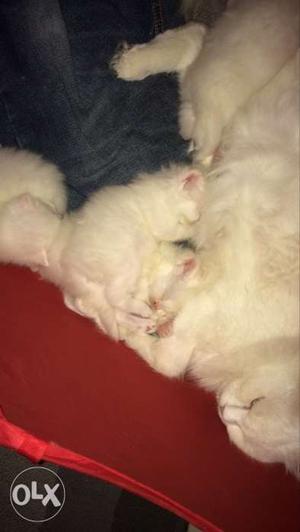 White persian Kitten 1month old