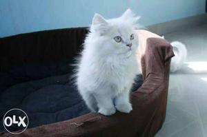 White pure Dol face kitten