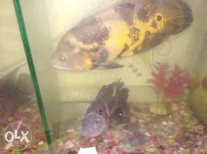 Yellow And Brown Oscar Fish