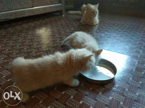 ( seven three) persian cats male & female 2 month