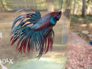 1 crown tail male only for sale