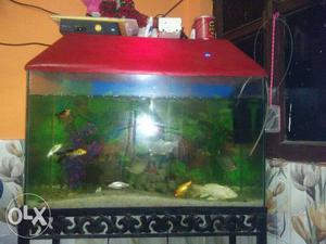 2.5ft Aquarium for sale in cheap price with 5