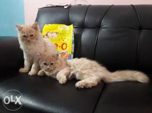 2 Percian Cats Male and Female Healthy and