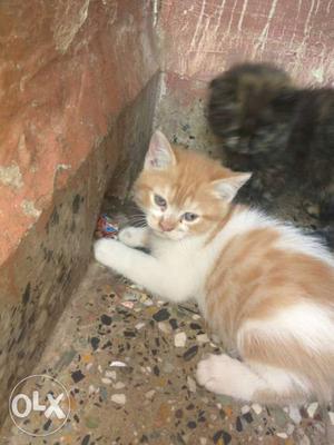 2 persian kittens totty colour and red and white