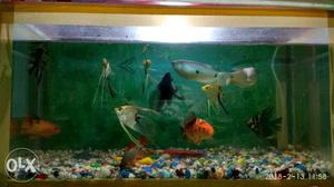 2feet aquarium for sale with fishes and pebble
