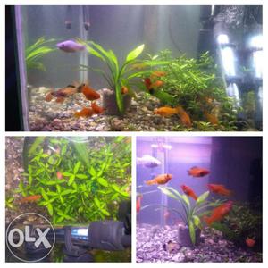 5Gallon cube live planted tank set with Fish and