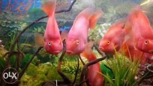 8 red parot fishes available big size call me at