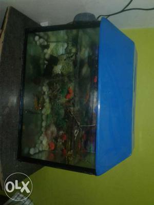 A beautiful fish aquarium.with 3 fish
