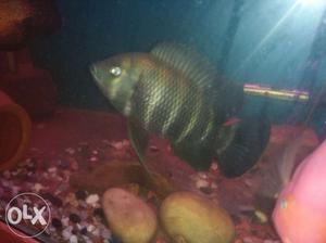 Active chily fish for sale