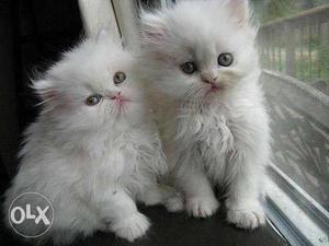 All Different Kinds of Persian Kittens Available